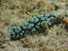 Phyllidiella pustulosa