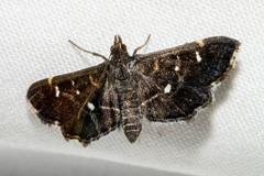 Diathrausta