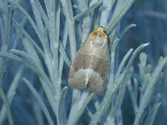 Plagiomimicus spumosum