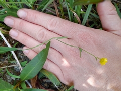 Ranunculus flammula