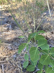 Apocynum androsaemifolium
