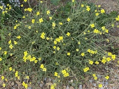 Diplotaxis tenuifolia