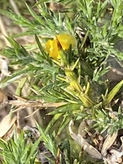Ulex europaeus
