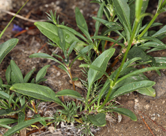 Penstemon gracilentus