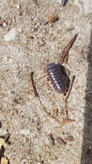 Armadillo officinalis