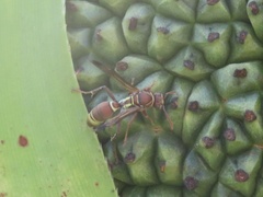 Polistes stigma