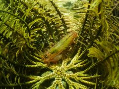 Synalpheus stimpsonii