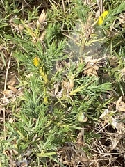 Ulex europaeus