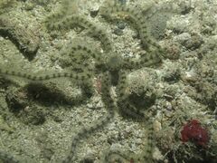 Macrophiothrix