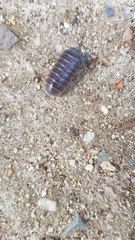 Armadillo officinalis