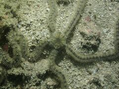 Macrophiothrix
