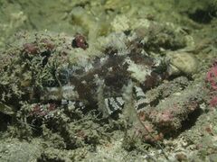Centrogenys vaigiensis
