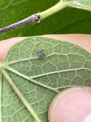 Celticecis capsularis