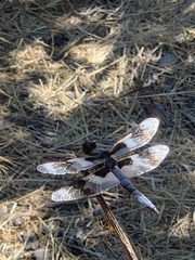 Libellula forensis