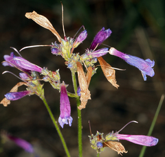 Penstemon gracilentus