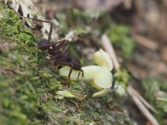 Acromyrmex
