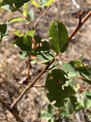 Blaesodiplosis