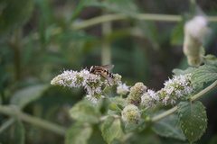 Helophilus trivittatus