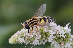 Helophilus trivittatus