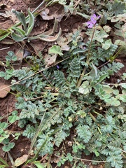 Erodium cicutarium