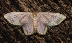 Lophosis labeculata