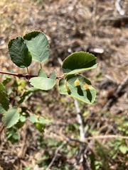 Blaesodiplosis