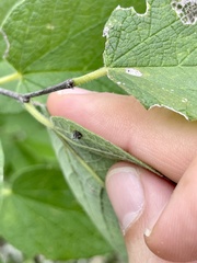 Celticecis capsularis