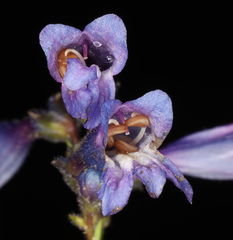 Penstemon gracilentus