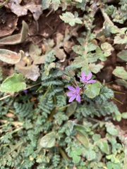 Erodium cicutarium