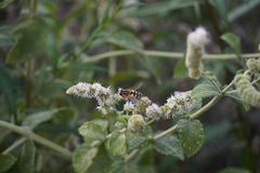 Helophilus trivittatus