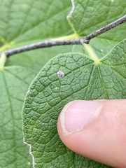 Celticecis capsularis