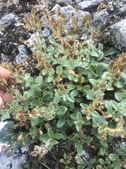 Penstemon ellipticus