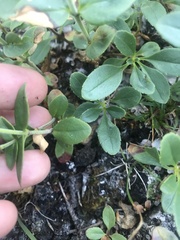 Penstemon ellipticus