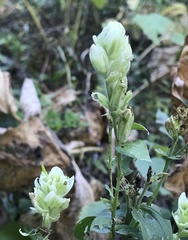 Castilleja septentrionalis