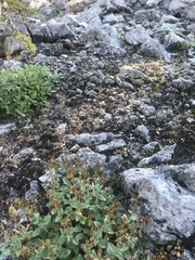 Penstemon ellipticus