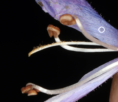 Penstemon gracilentus