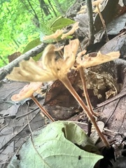 Heimiomyces tenuipes