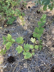 Symphoricarpos mollis
