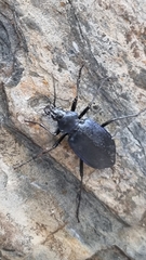 Calosoma