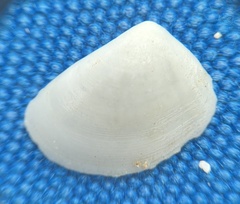 Tellinidae