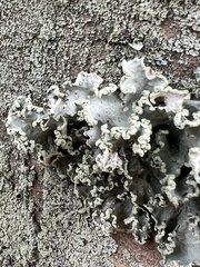 Parmotrema hypotropum