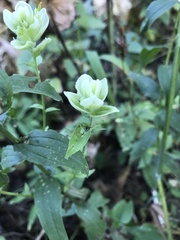 Castilleja septentrionalis