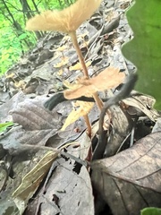 Heimiomyces tenuipes