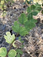 Symphoricarpos mollis