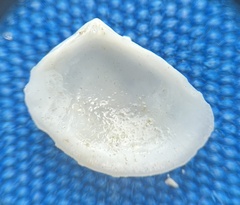 Tellinidae