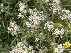 Lobularia maritima