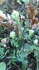 Castilleja septentrionalis