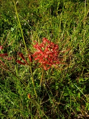 Lycoris radiata