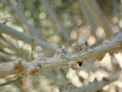 Rhopalomyia chrysothamni