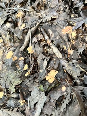 Heimiomyces tenuipes